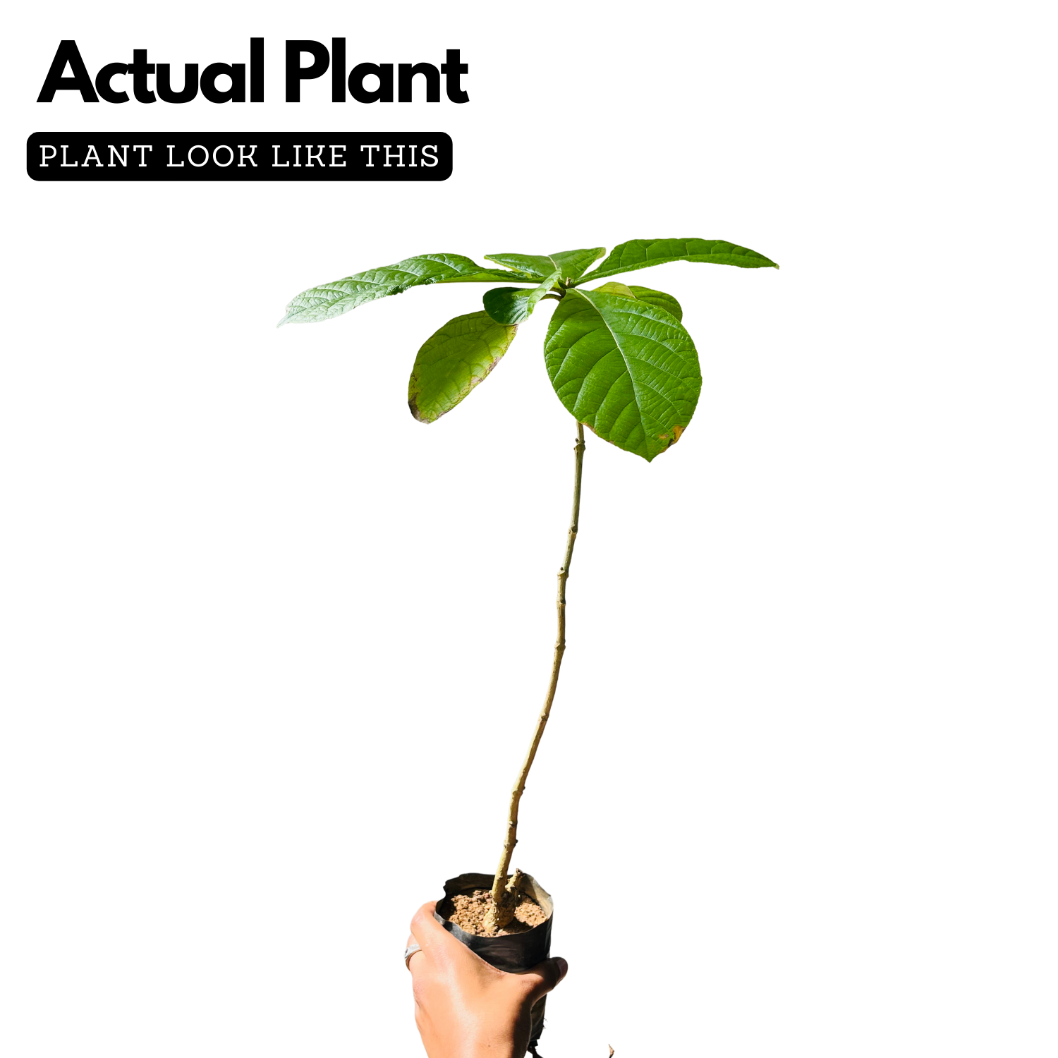 Teak Wood Plant / Sagwan (Tectona grandis) Ornamental Live Plant (Home & Garden)