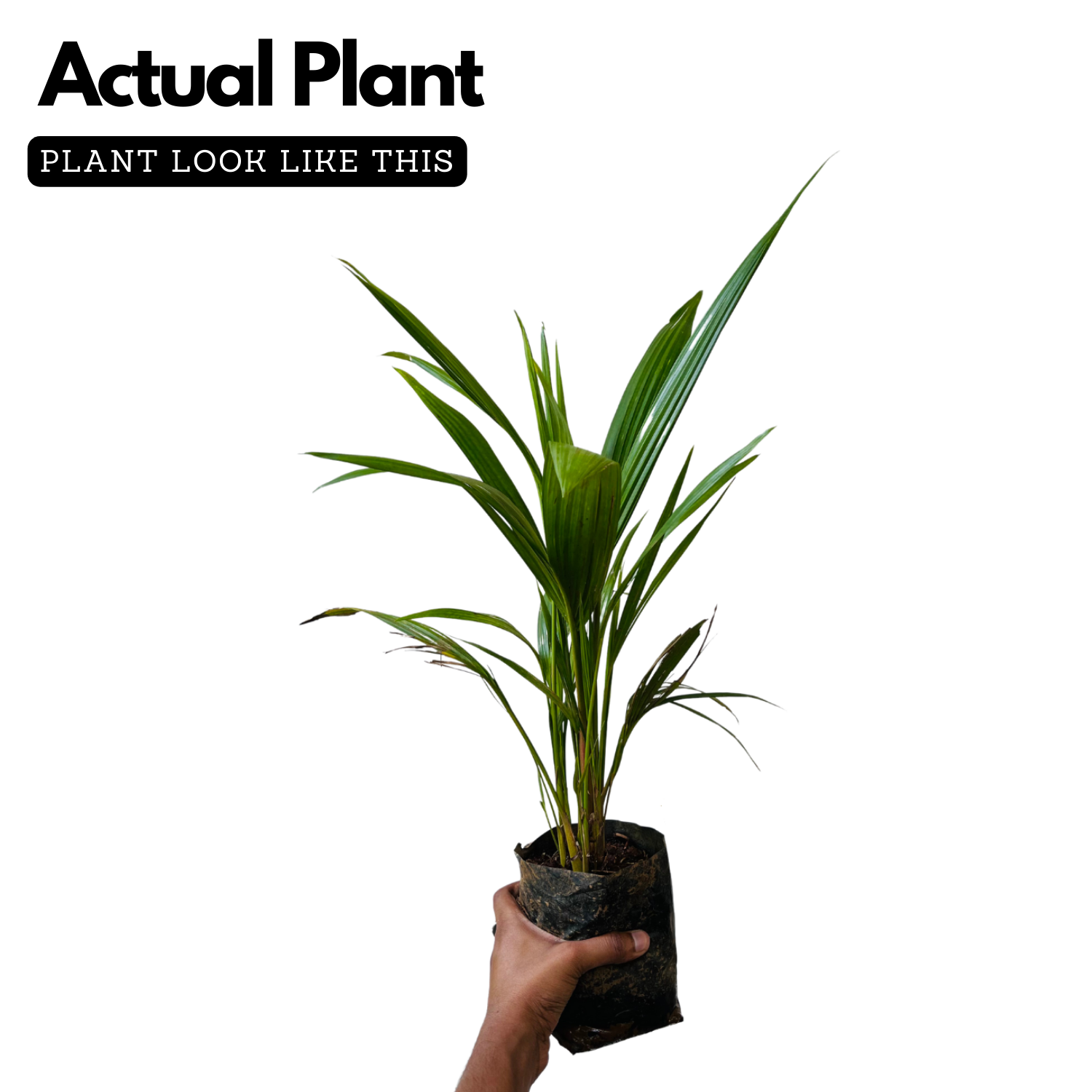 Red Palm / Red Sealing Wax Palm (Cyrtostachys renda) Ornamental Live Plant (Home & Garden)