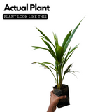 Red Palm / Red Sealing Wax Palm (Cyrtostachys renda) Ornamental Live Plant (Home & Garden)