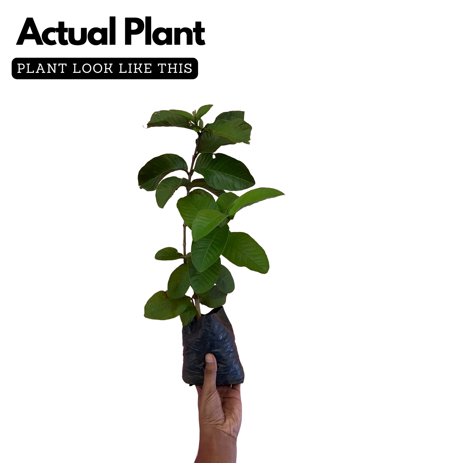 Lucknow 49 Guava ( Psidium guajava ) Fruit Live Plant (Home & Garden)