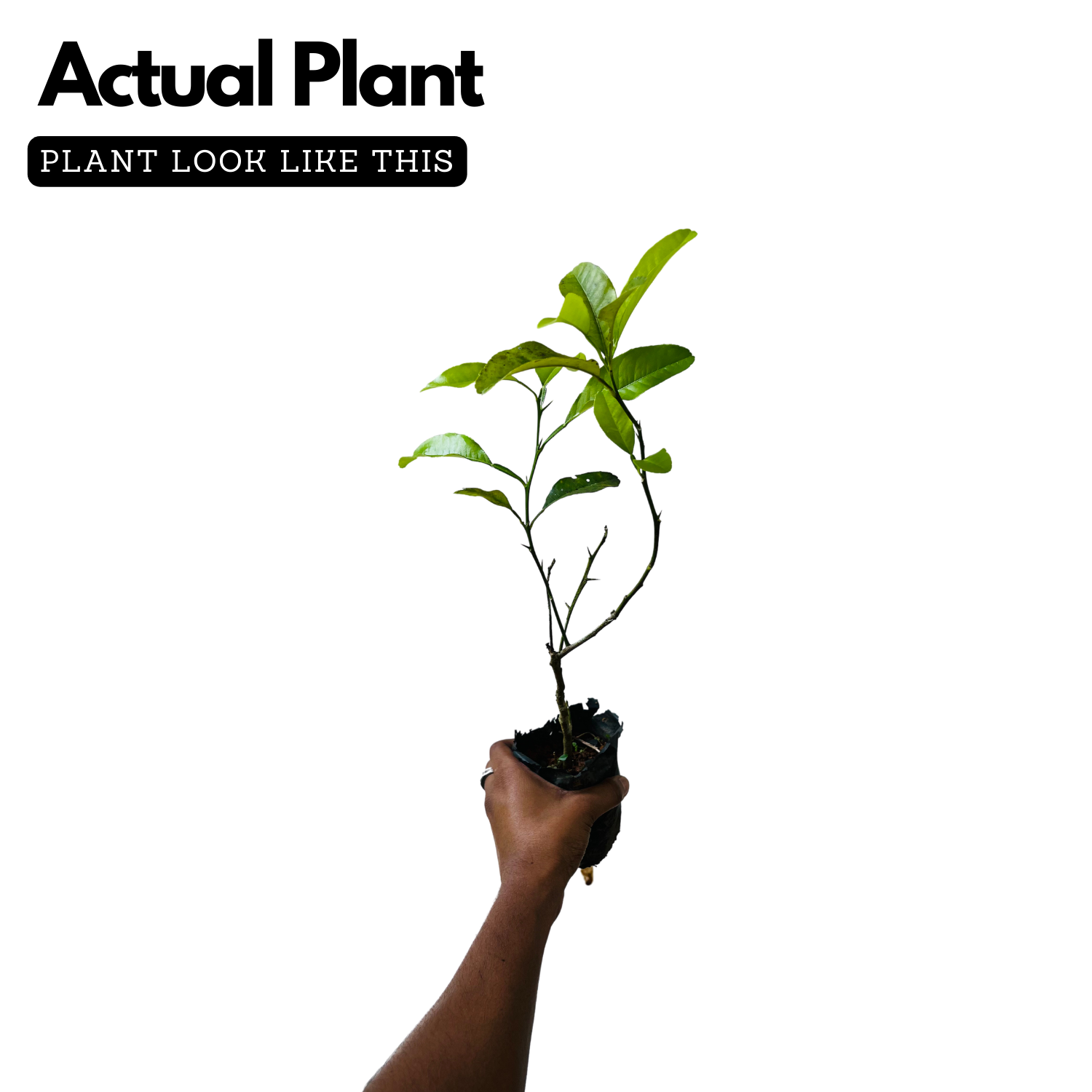 Vadukapuli / Giant Bitter / Pickle Lime (Citrus pennivesiculata) Fruit Live Plant (Home & Garden)