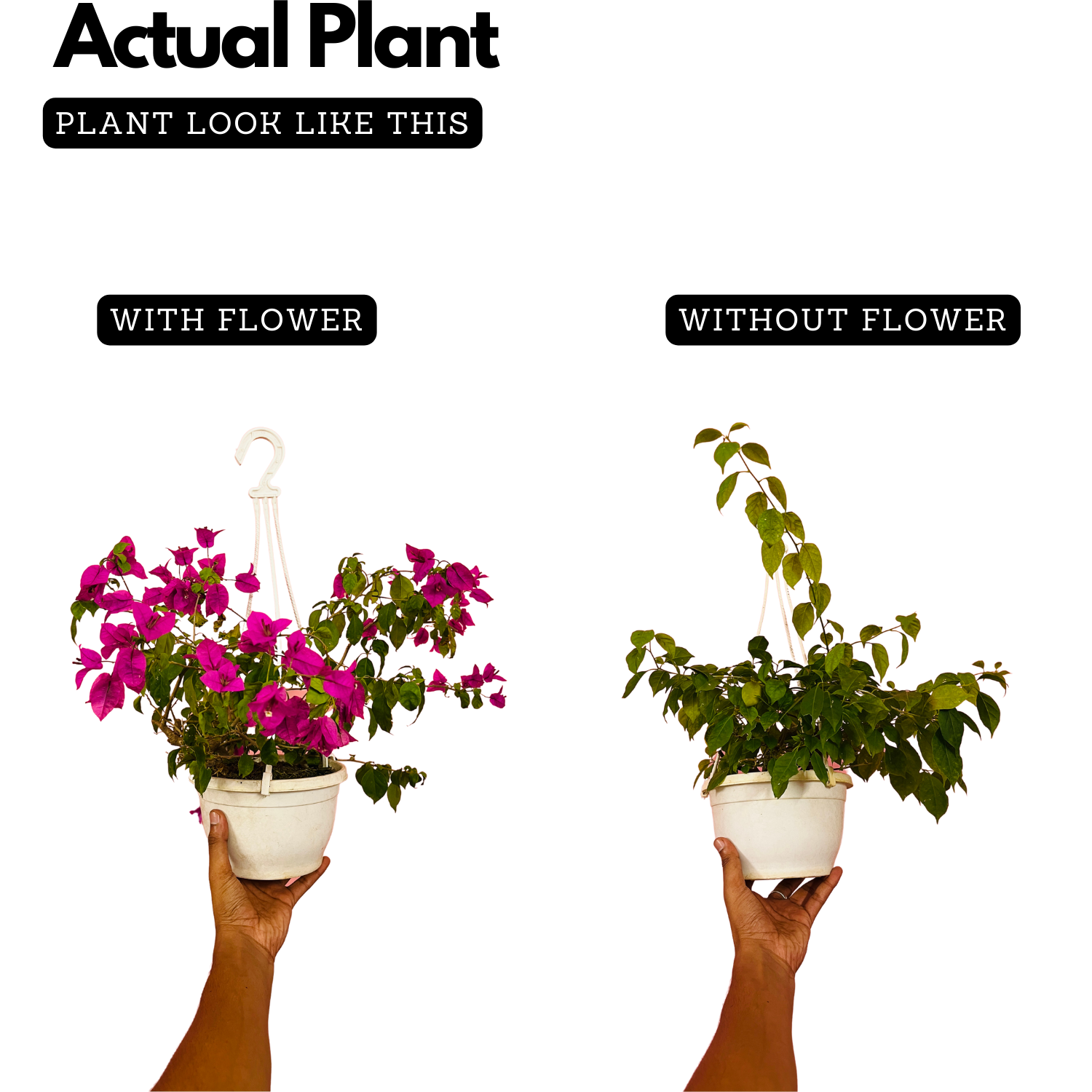 Hanging Bougainvillea / Paperflower (Bougainvillea glabra) Flowering/Ornamental Live Plant (Home & Garden)
