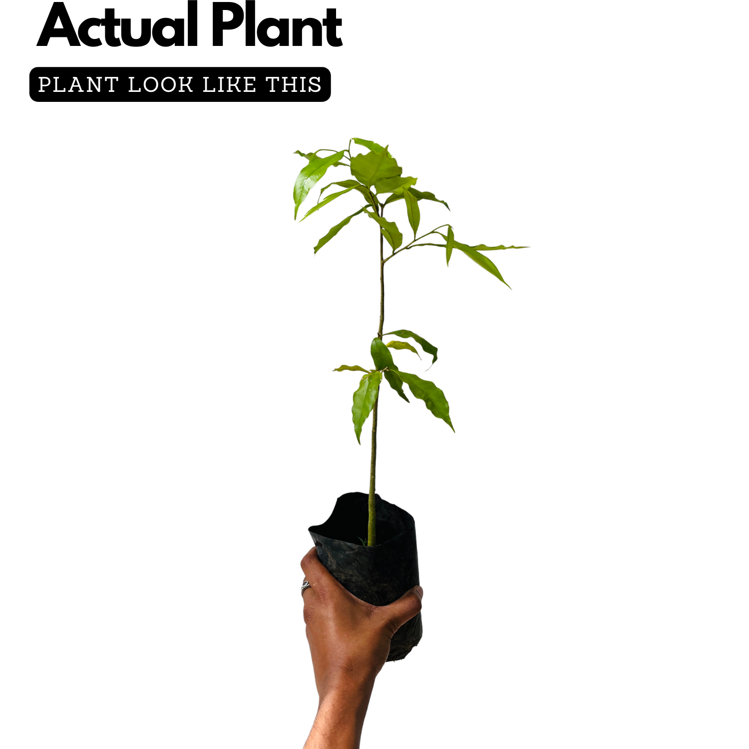 Agarwood / Oud / Oodh Wood Tree (Aquilaria agallocha) Ornamental Live Plant (Home & Garden)