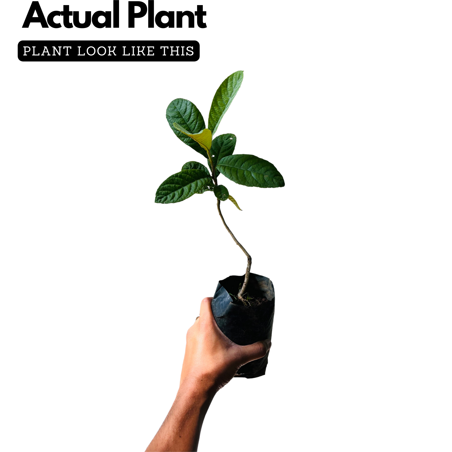 Loquat Plum Plant (Eriobotrya japonica) Fruit Live Plant (Home & Garden)