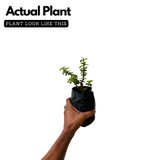 Jade Plant (Crassula ovata) Ornamental Live Plant (Home & Garden)