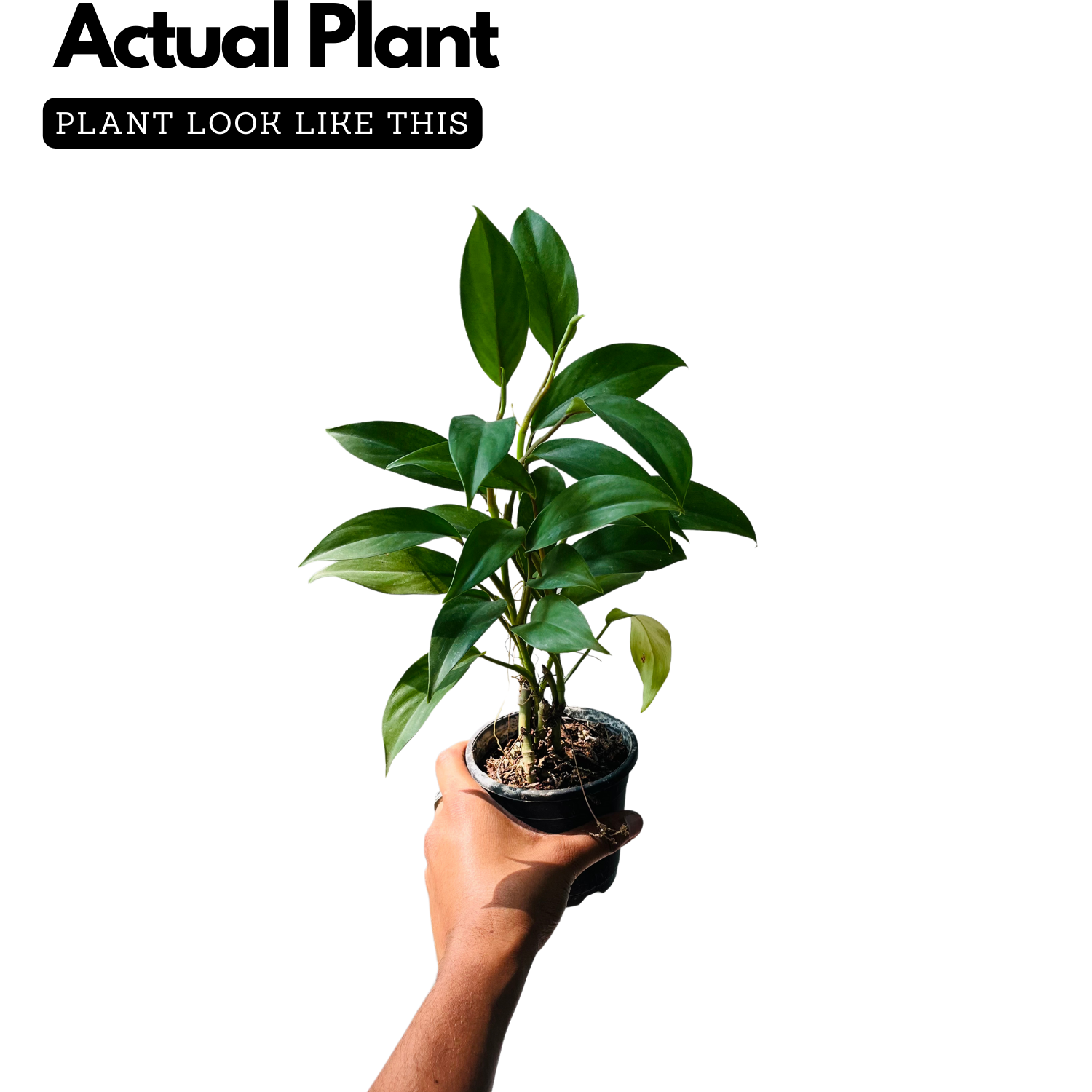 Philodendron Ceylon Green (Philodendron erubescens) Ornamental Live Plant (Home & Garden)