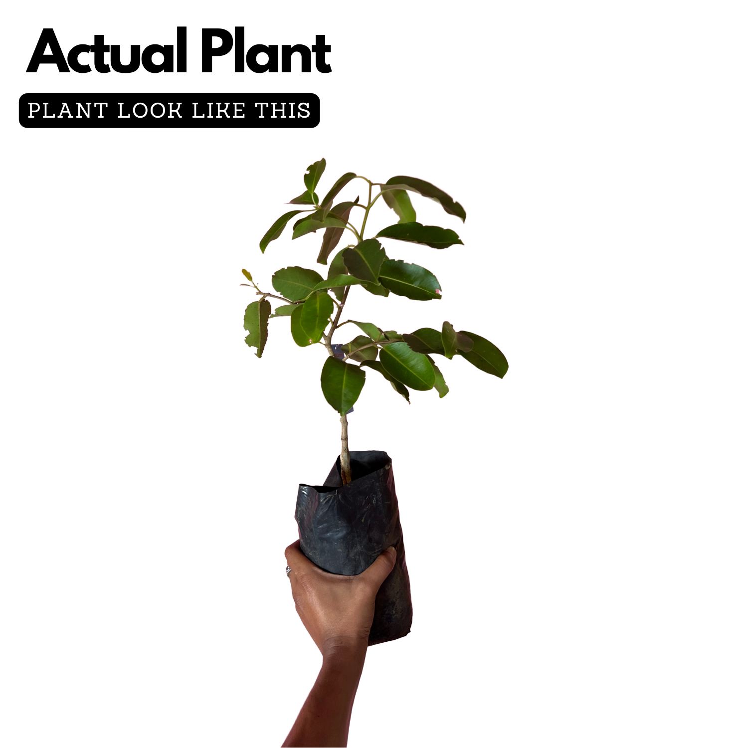 White Jamun / Vella NJaval (Grafted) (Syzygium cumini) Fruit Live Plant (Home & Garden)