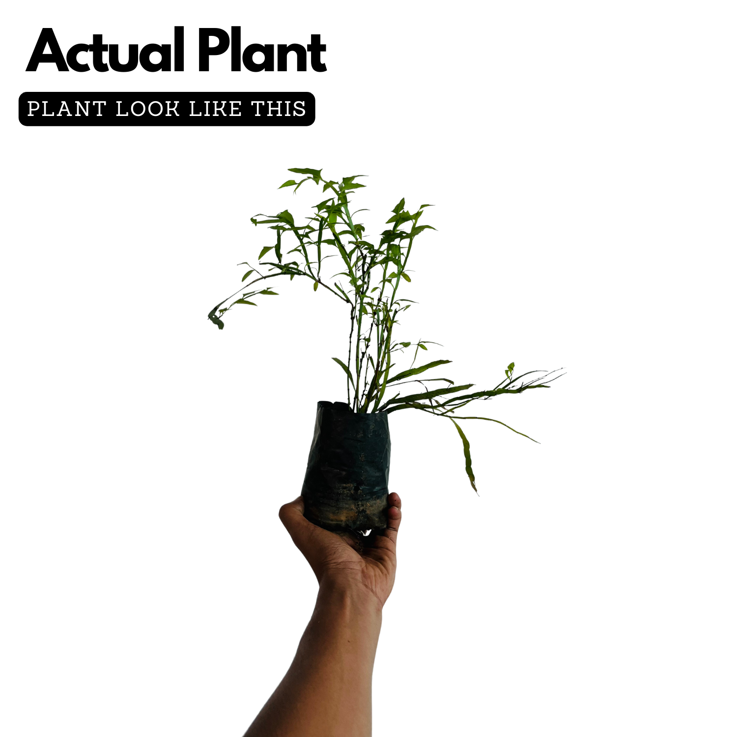 Pazhuthara Kolli | Centipede Plant | Ribbon Bush ( Homalocladium platycladum ) Ornamental/Medicinal/ Live Plant (Home & Garden)