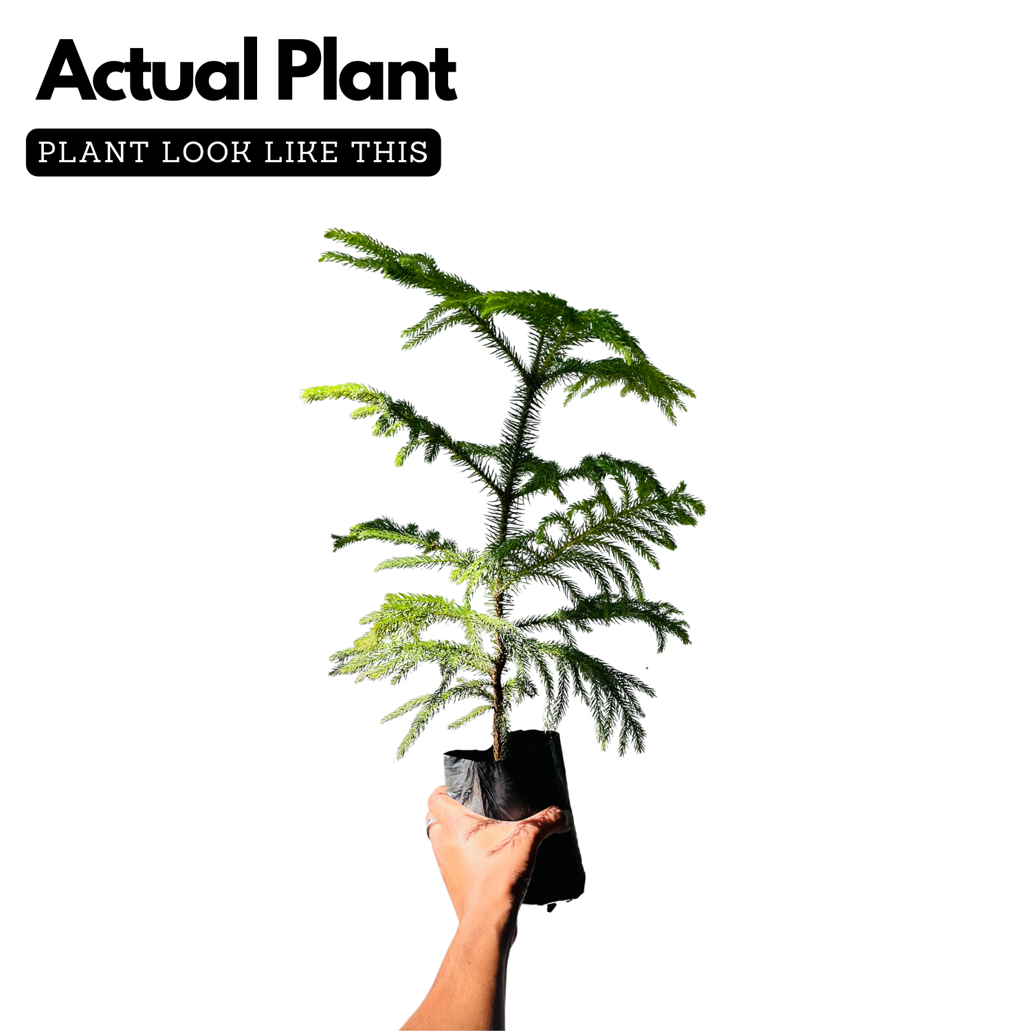 Araucaria Plant / Christmas Tree plant (Araucaria columnaris) Ornamental Live Plant (Home & Garden)
