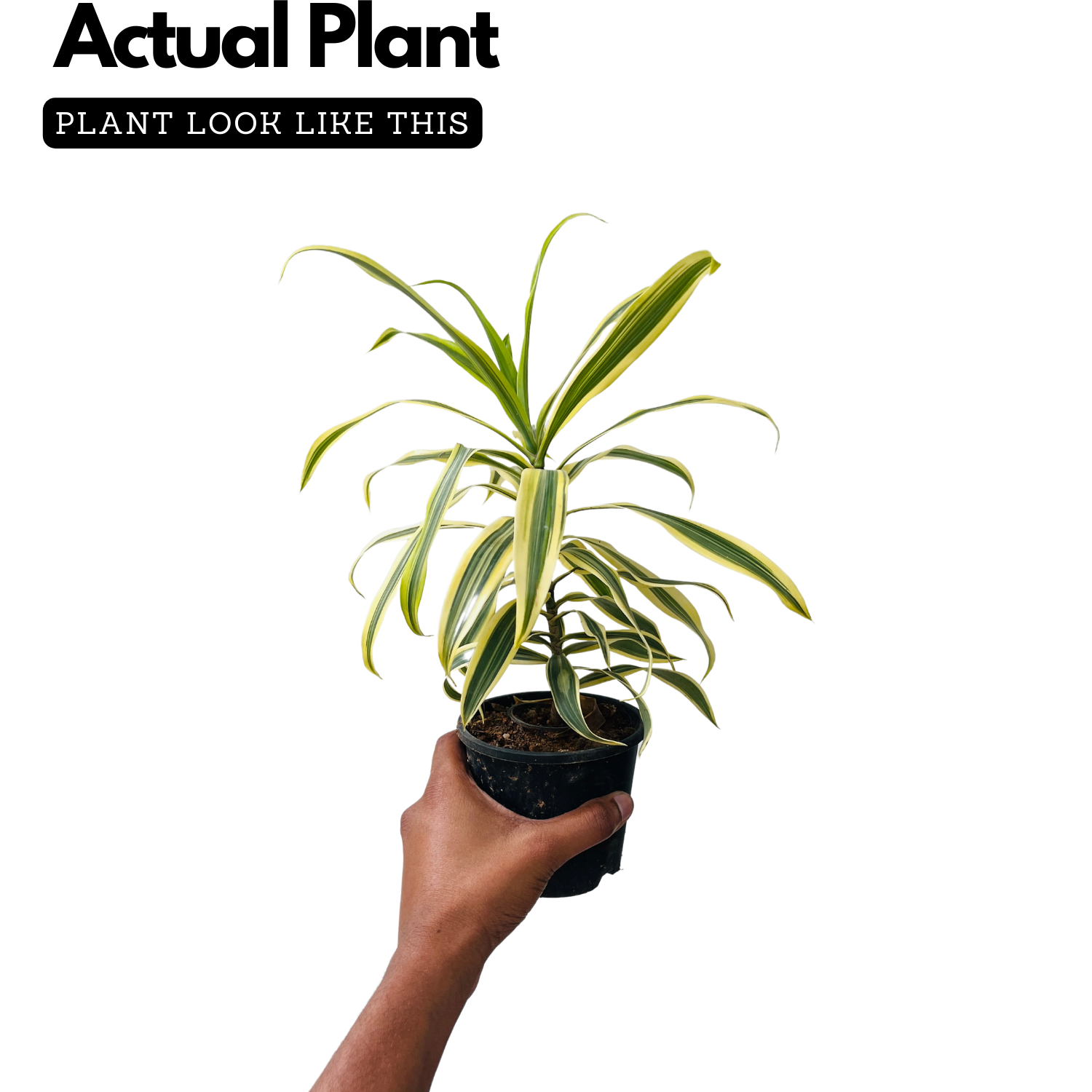 Song Of India / Pleomele (Dracaena reflexa) Flowering/Ornamental Live Plant (Home & Garden)