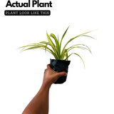 Spider Plant (Chlorophytum comosum) Ornamental Live Plant (Home & Garden)