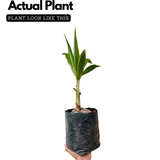 Coconut Tree (Gangabondam) (Cocus nucifera) Fruit Live Plant (Home & Garden)