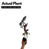 Murikootti | Muriyan Pacha | Red-Flame Ivy (Hemigraphis colorata) Ornamental/Medicinal Live Plant (Home & Garden)