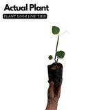 Changalamparanda ( Cissus Quadrangularis ) Medicinal Live Plant (Home & Garden)