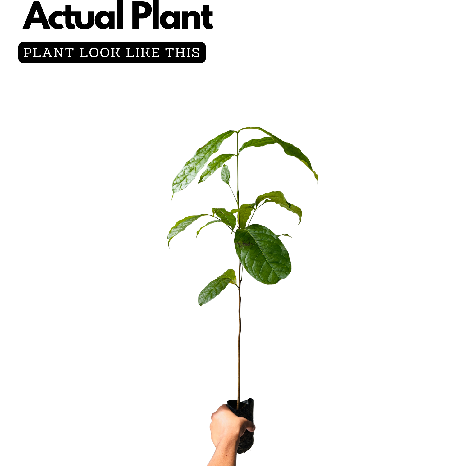 Mahogany Plant (Swietenia mahagoni) Ornamental Live Plant (Home & Garden)