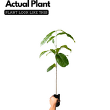 Mahogany Plant (Swietenia mahagoni) Ornamental Live Plant (Home & Garden)