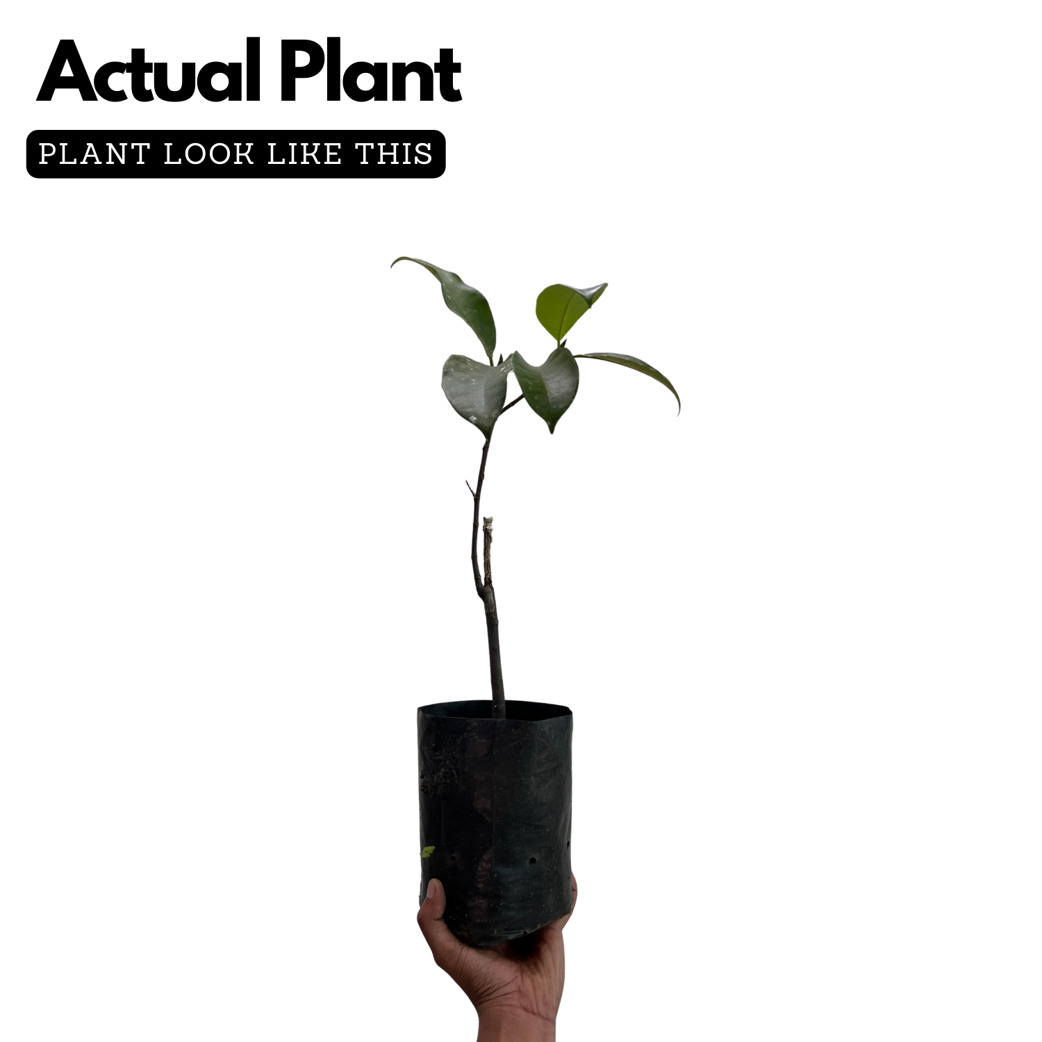 Cempedak | Chempedak  ( Artocarpus Integer ) Fruit Live Plant (Home & Garden)