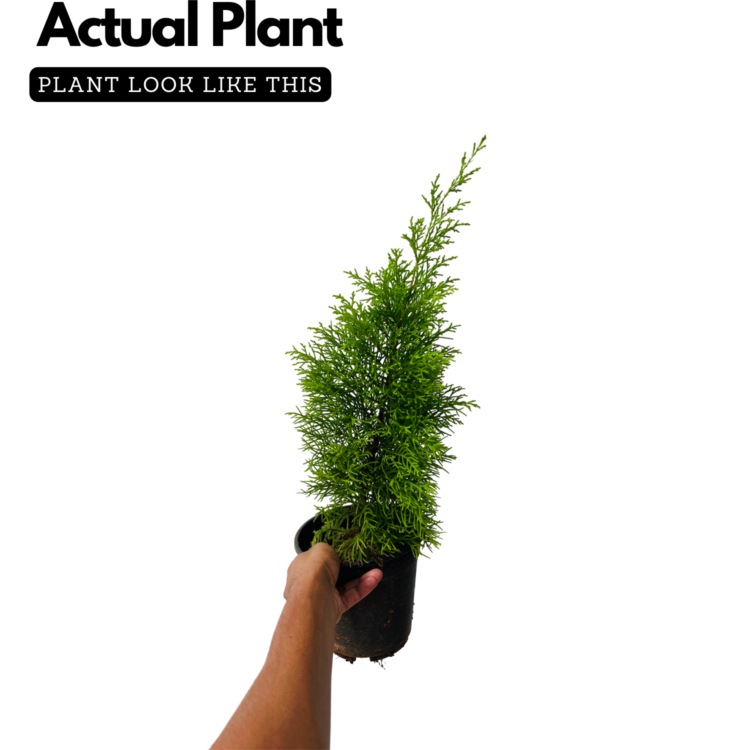 Golden Cypress (Cupressus Golden) Ornamental Live Plant (Home & Garden)
