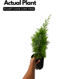 Golden Cypress (Cupressus Golden) Ornamental Live Plant (Home & Garden)