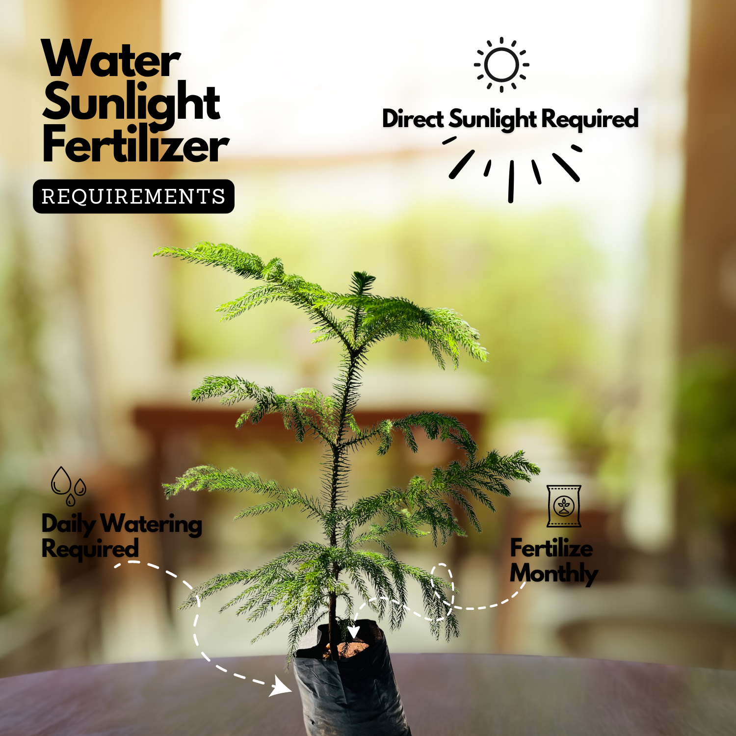 Araucaria Plant / Christmas Tree plant (Araucaria columnaris) Ornamental Live Plant (Home & Garden)