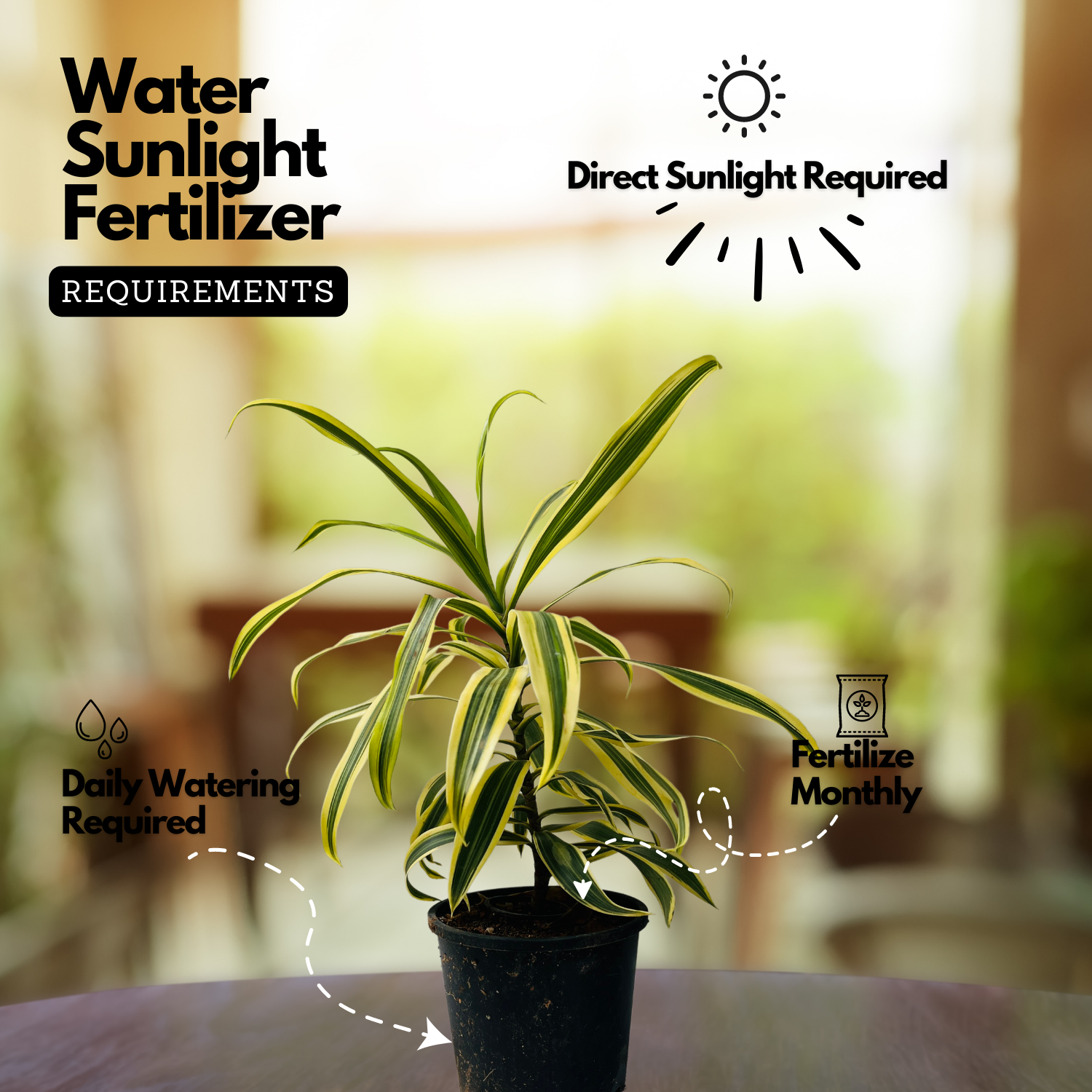Song Of India / Pleomele (Dracaena reflexa) Flowering/Ornamental Live Plant (Home & Garden)