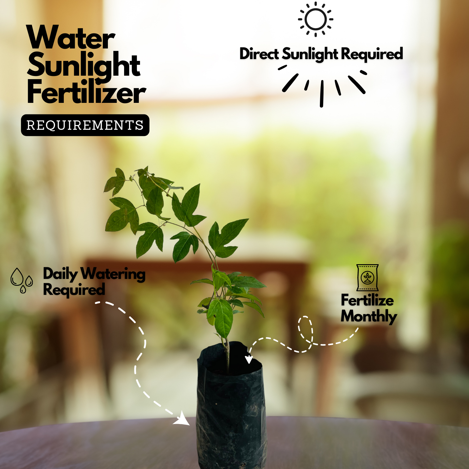 Passion Flower ( Passiflora incarnata ) Flowering/Ornamental Live Plant (Home & Garden)