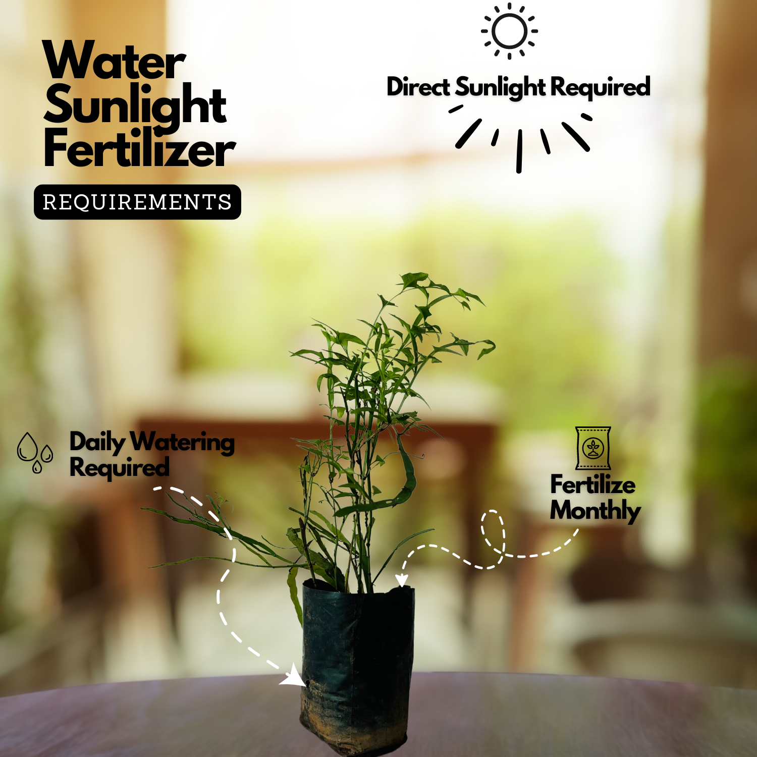 Pazhuthara Kolli | Centipede Plant | Ribbon Bush ( Homalocladium platycladum ) Ornamental/Medicinal/ Live Plant (Home & Garden)