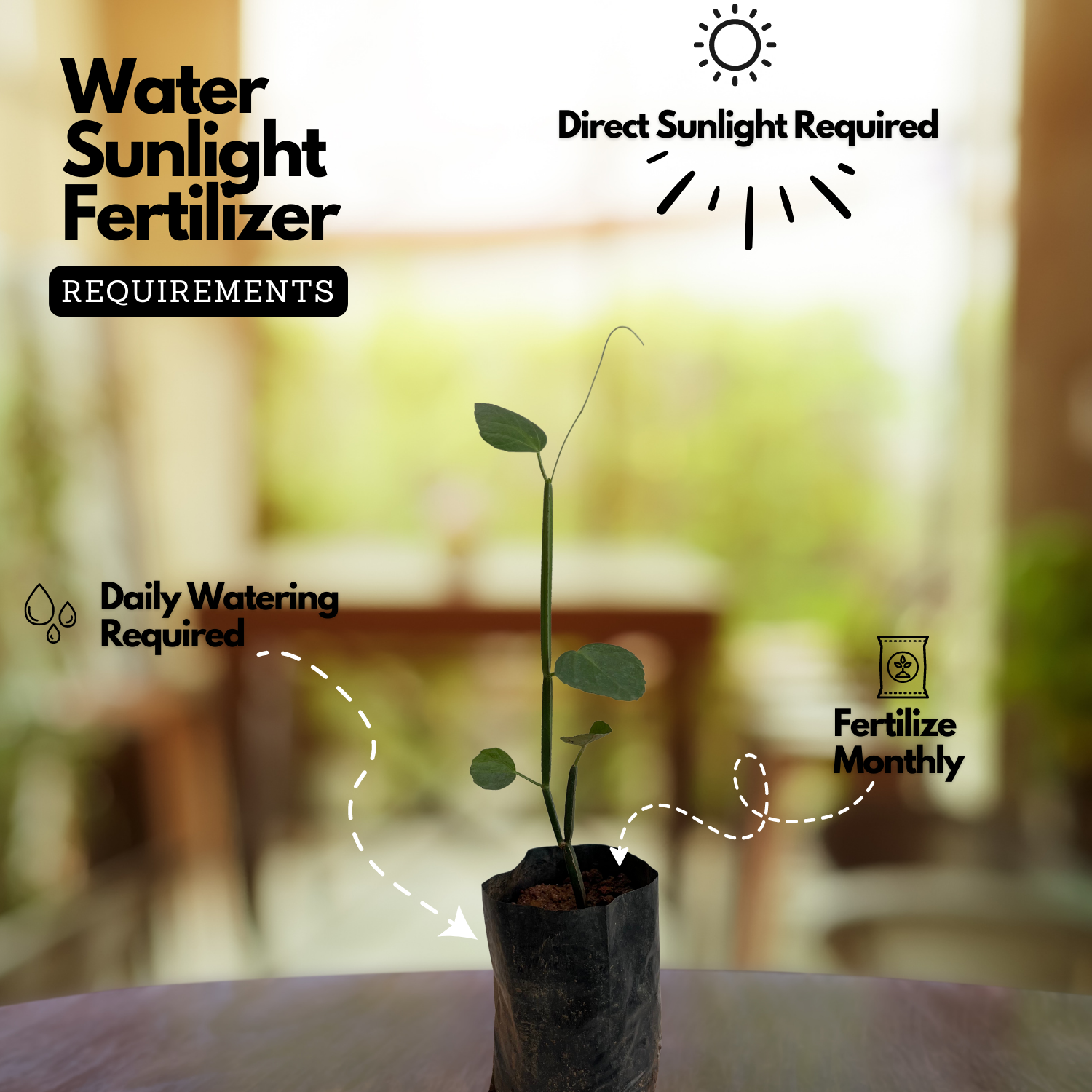 Changalamparanda ( Cissus Quadrangularis ) Medicinal Live Plant (Home & Garden)