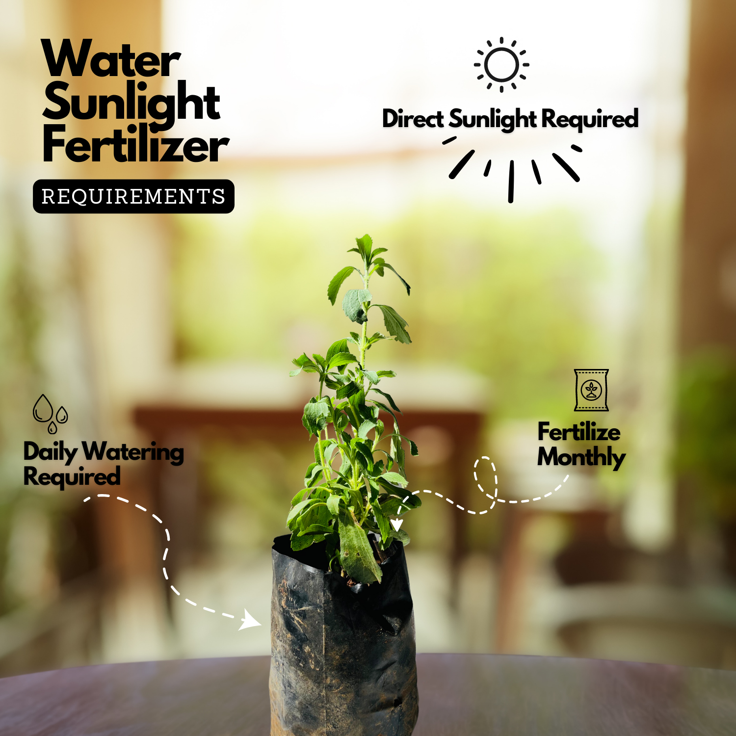 Stevia / Candy Leaf (Stevia rebaudiana) Ornamental/Medicinal Live Plant (Home & Garden)