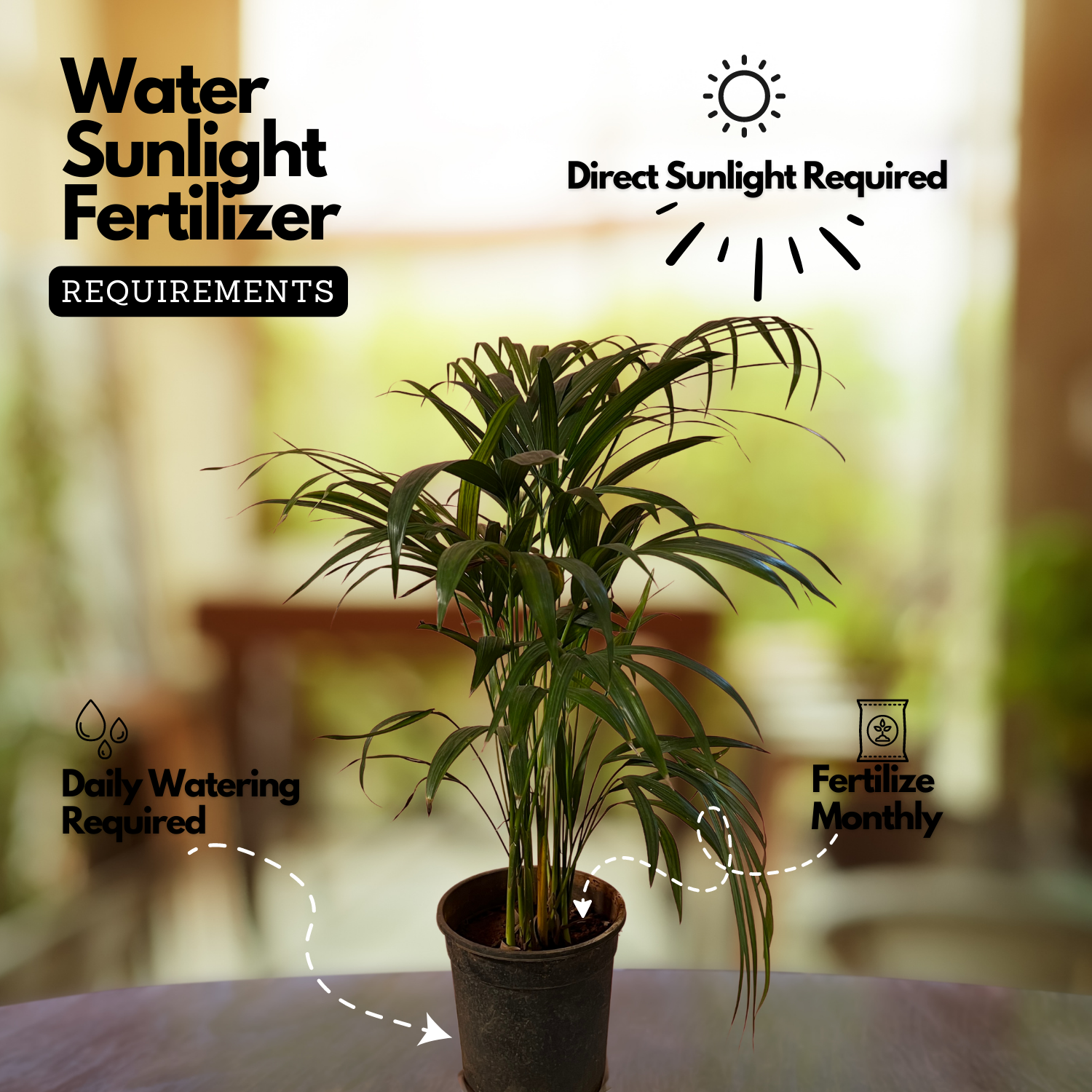 Areca Palm (Dypsis lutescens) Ornamental Live Plant (Home & Garden)