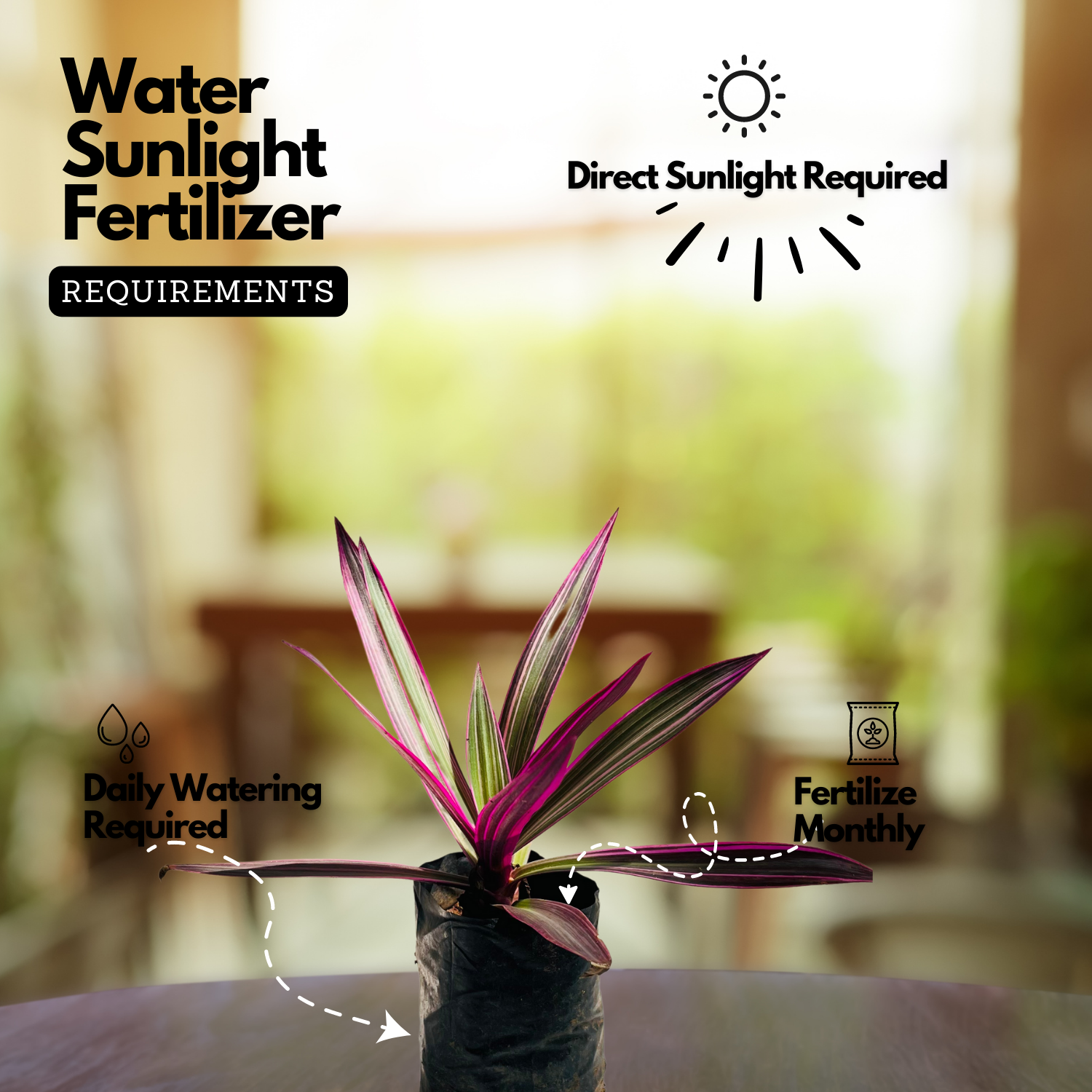 Rhoeo plant (Tradescantia spathacea) Ornamental Live Plant (Home & Garden)
