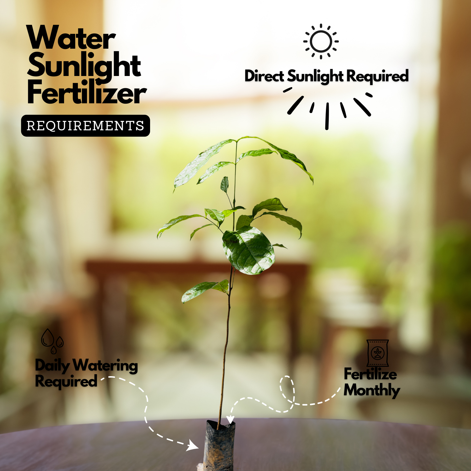 Mahogany Plant (Swietenia mahagoni) Ornamental Live Plant (Home & Garden)