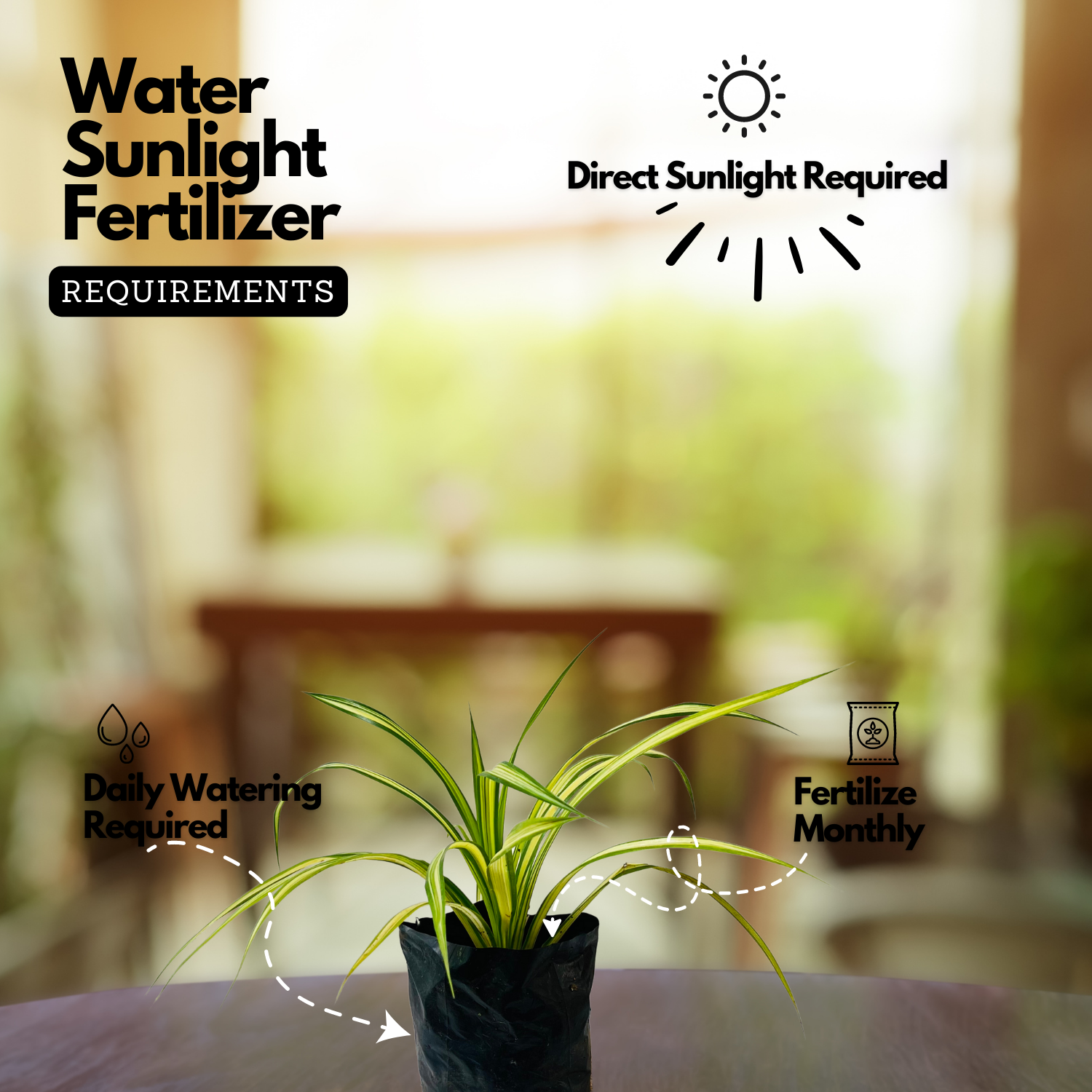 Spider Plant (Chlorophytum comosum) Ornamental Live Plant (Home & Garden)