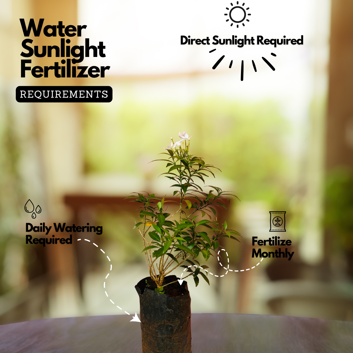 Nandyarvattam / Pinwheel Flower / Crape jasmine ( Tabernaemontana divaricata ) Flowering / Ornamental Live Plant (Home & Garden)