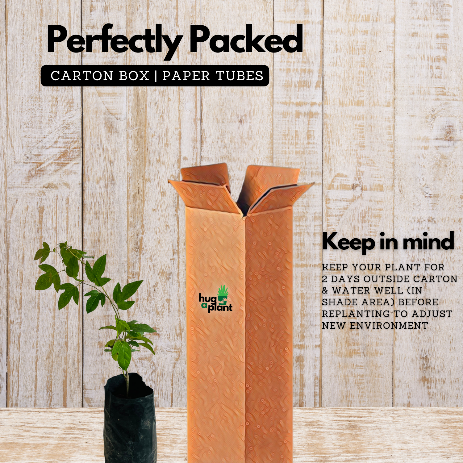 Passion Flower ( Passiflora incarnata ) Flowering/Ornamental Live Plant (Home & Garden)