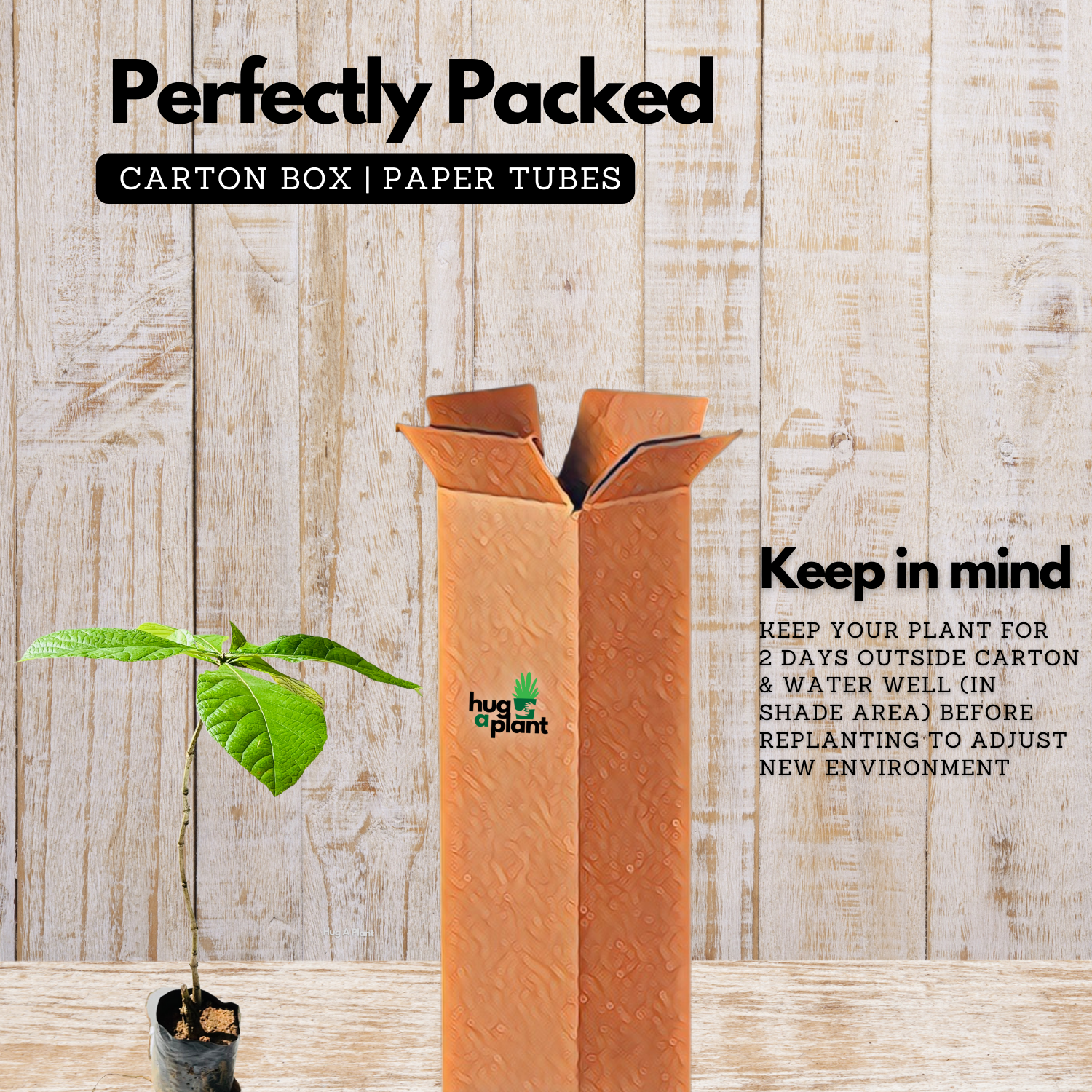 Teak Wood Plant / Sagwan (Tectona grandis) Ornamental Live Plant (Home & Garden)