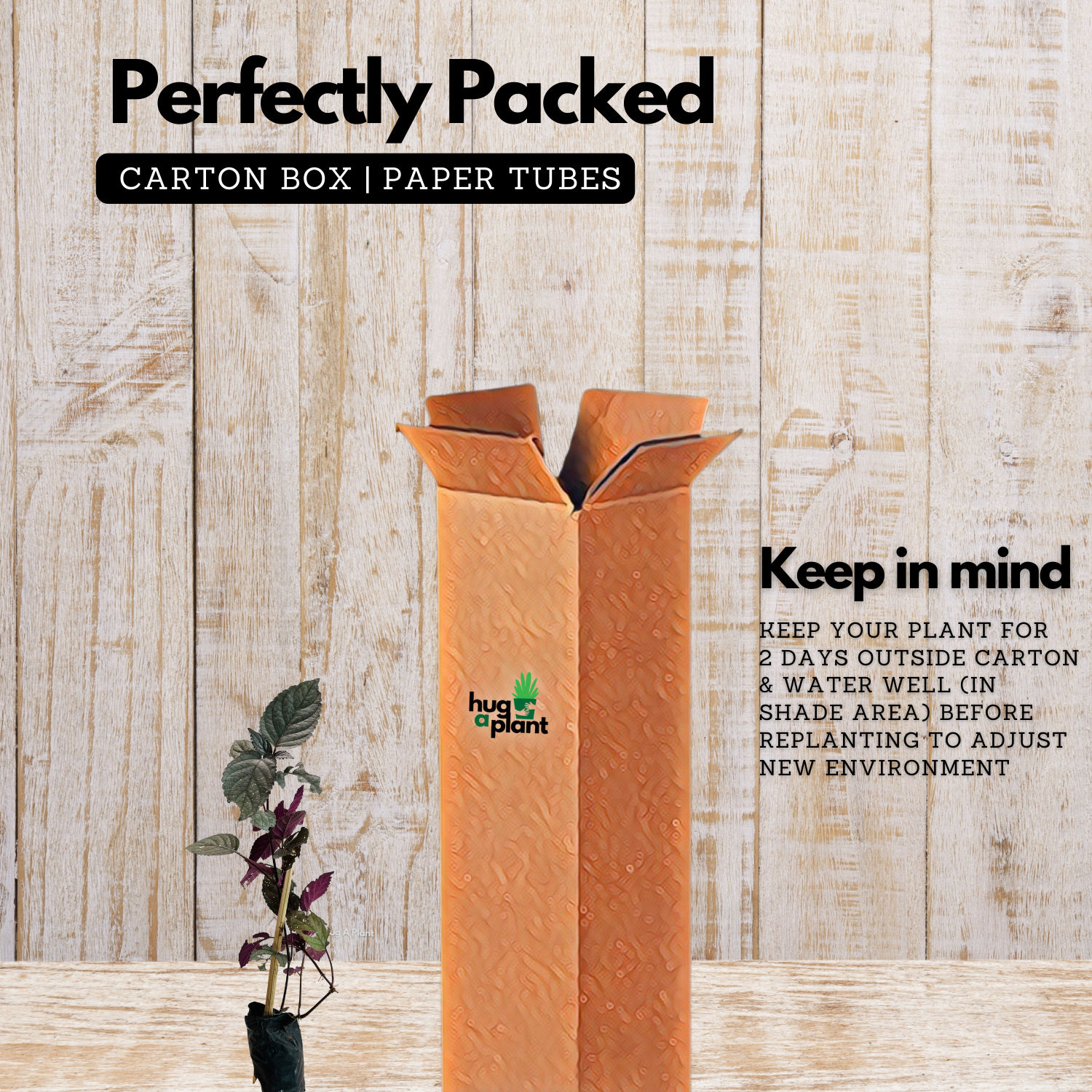 Murikootti | Muriyan Pacha | Red-Flame Ivy (Hemigraphis colorata) Ornamental/Medicinal Live Plant (Home & Garden)