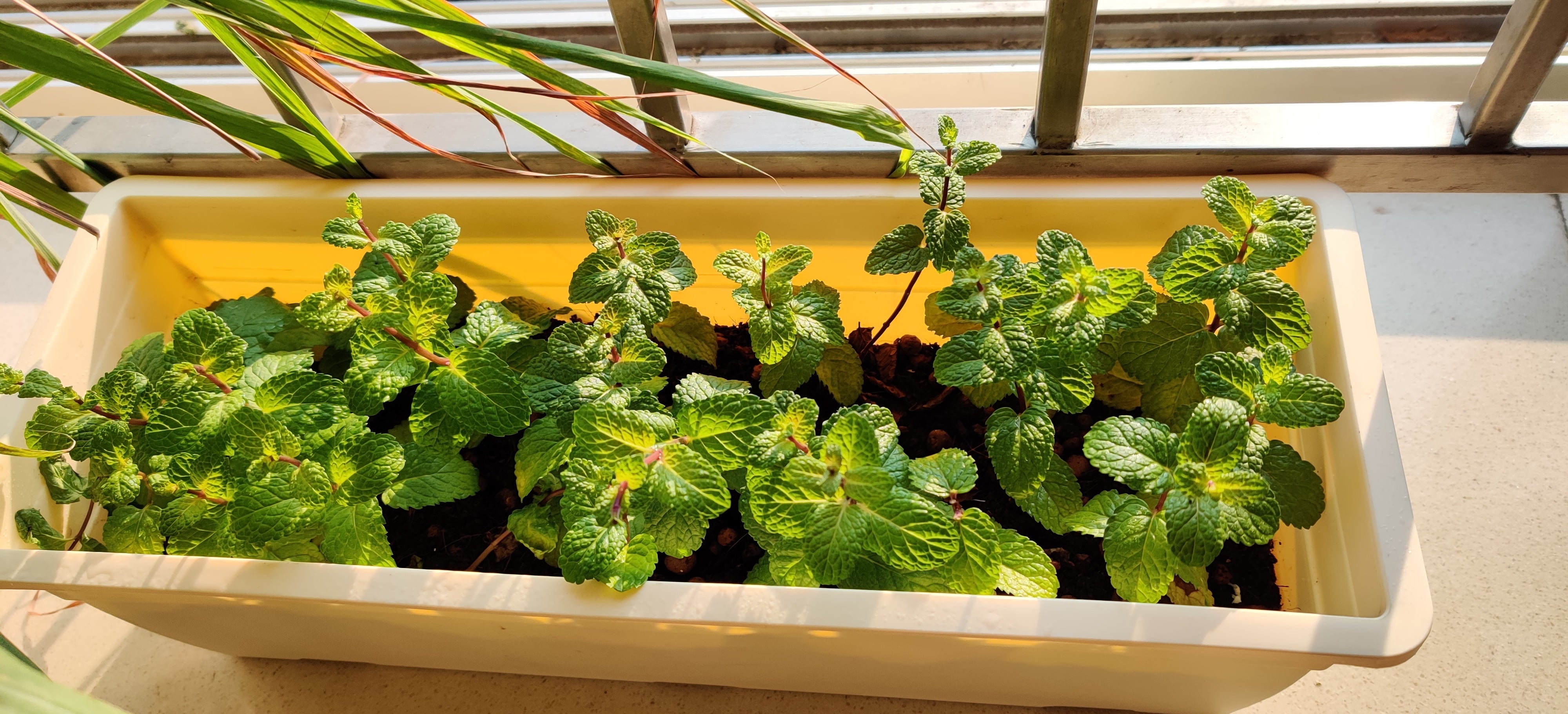 Reca 50cm Rectangle Plastic Pot (Without Self-Watering Kit)