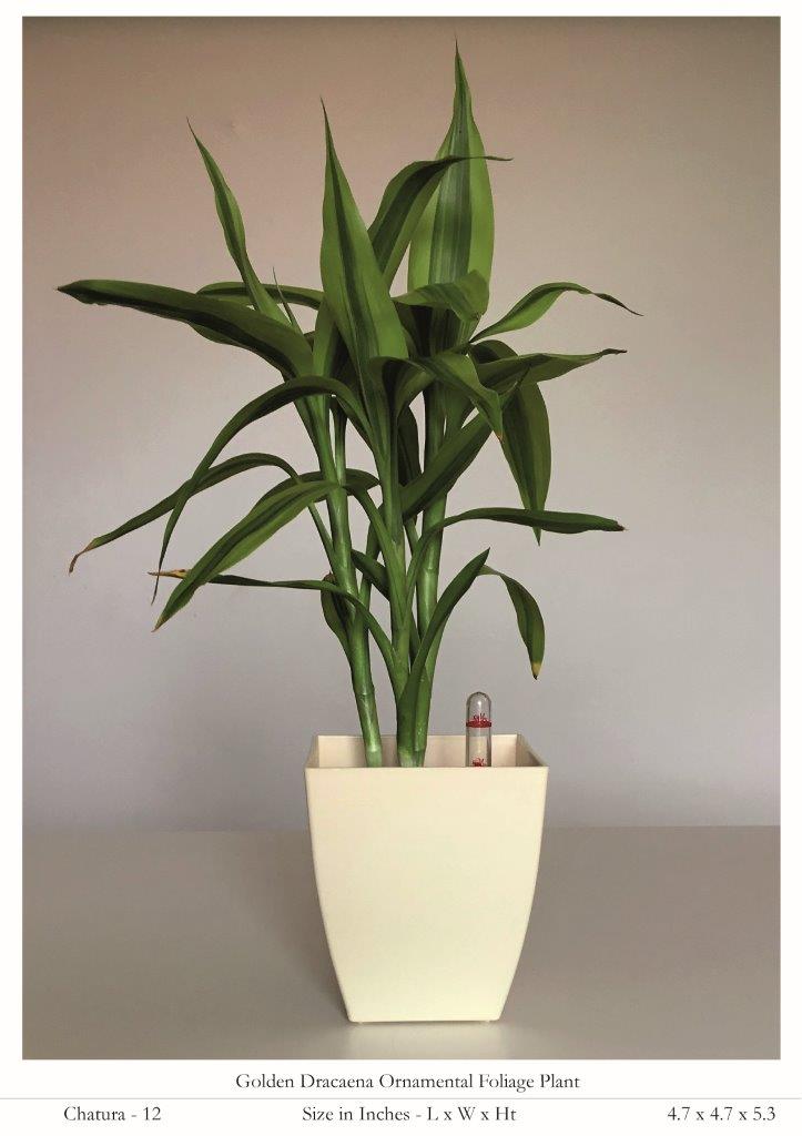 Chatura 12cm Square Plastic Pot With Self-Watering Kit