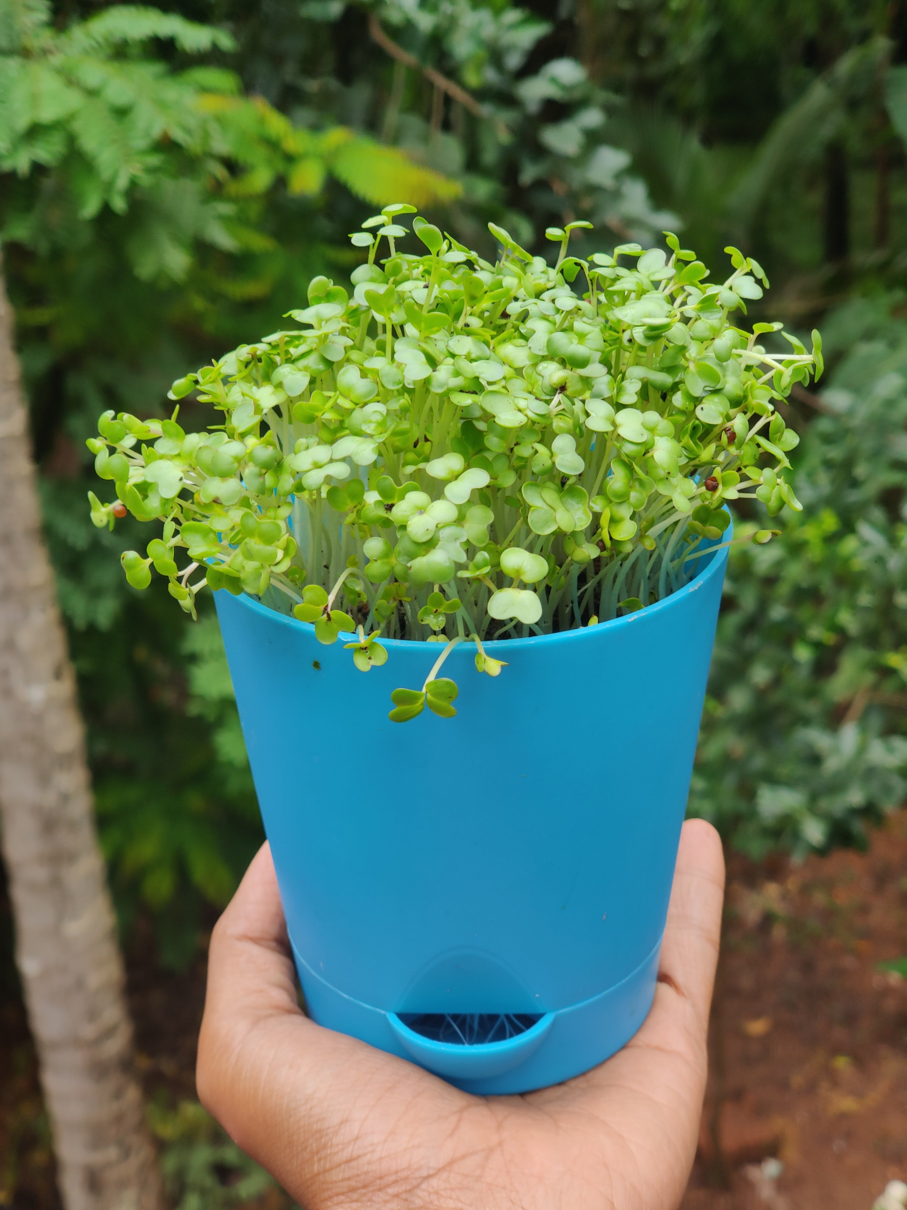 Krish 10 Self Watering Plastic Pot