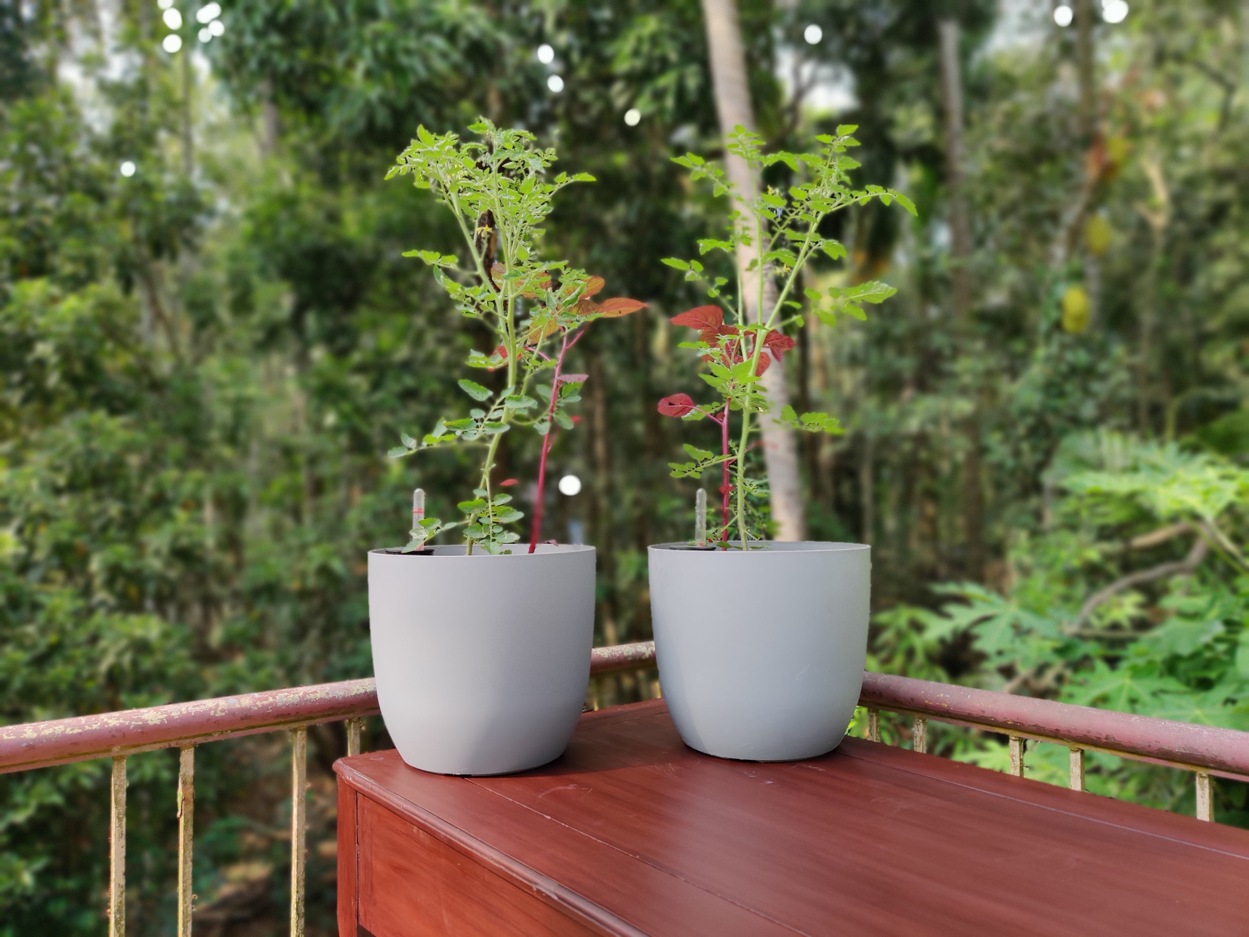 Ronda 2926 Round Plastic Pot (Without Self-Watering Kit)