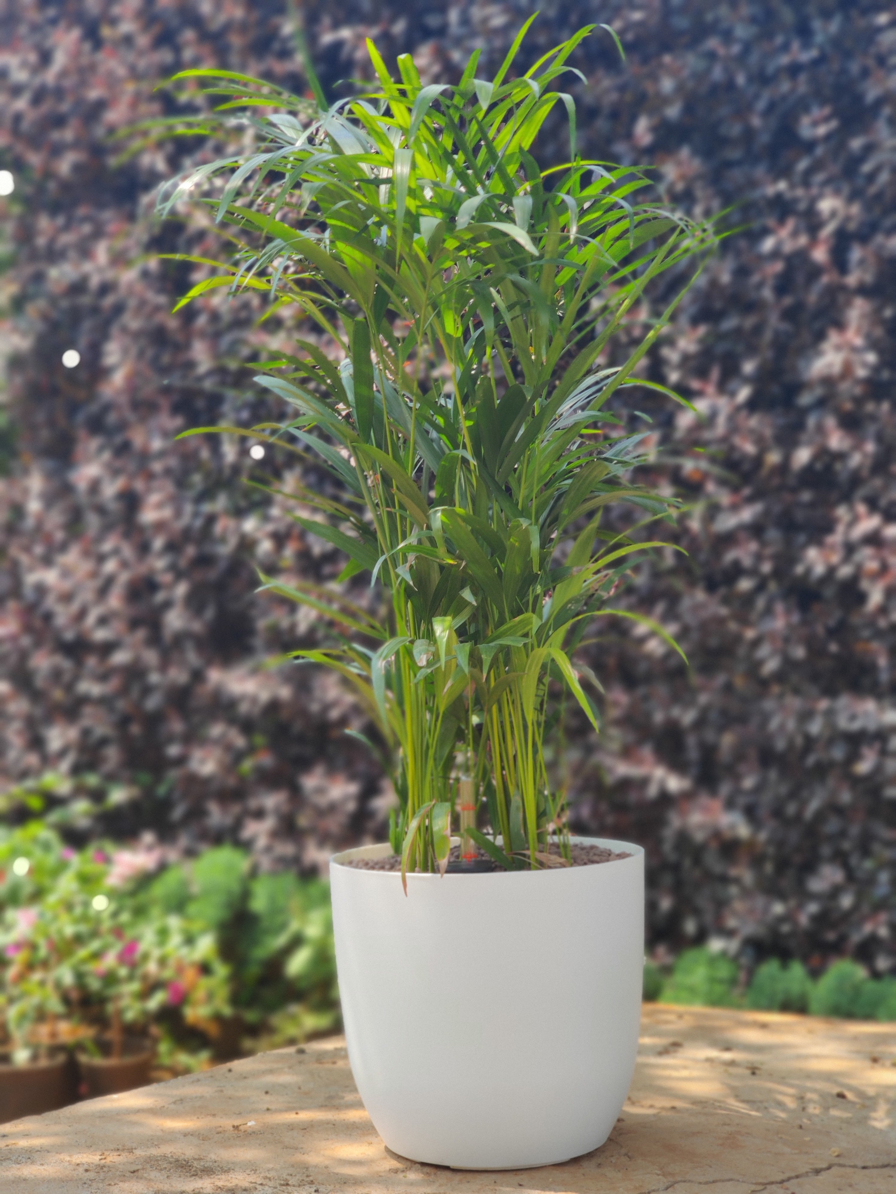 Ronda 2926 Round Plastic Pot With Self Watering Kit