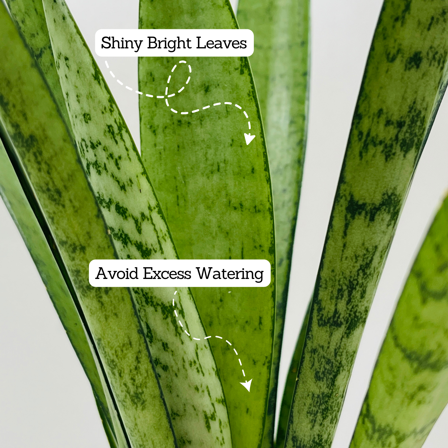 Sansevieria Silver Princess / Snake Plant (Sansevieria trifasciata)- Live Plant  (Home & Garden)
