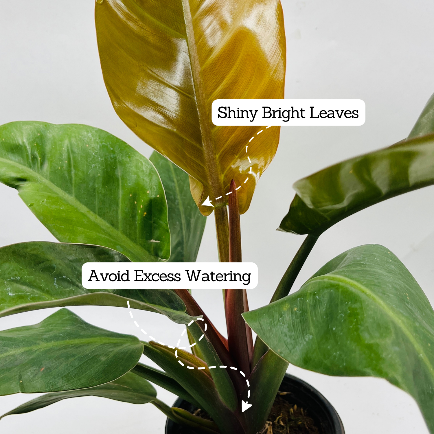 Philodendron Red Congo - Live Plant (Home & Graden)