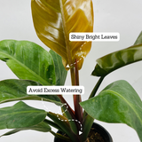 Philodendron Red Congo - Live Plant (Home & Graden)