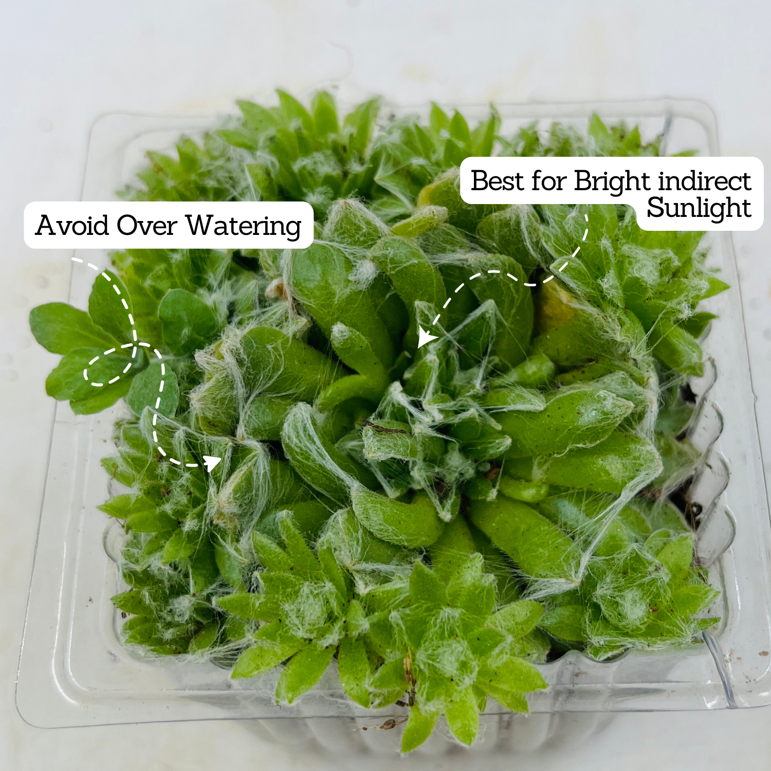 Sempervivum Arachnoideum ƒ??Cobweb house-leekƒ?�- Live Succulent Plant (Home & Garden)