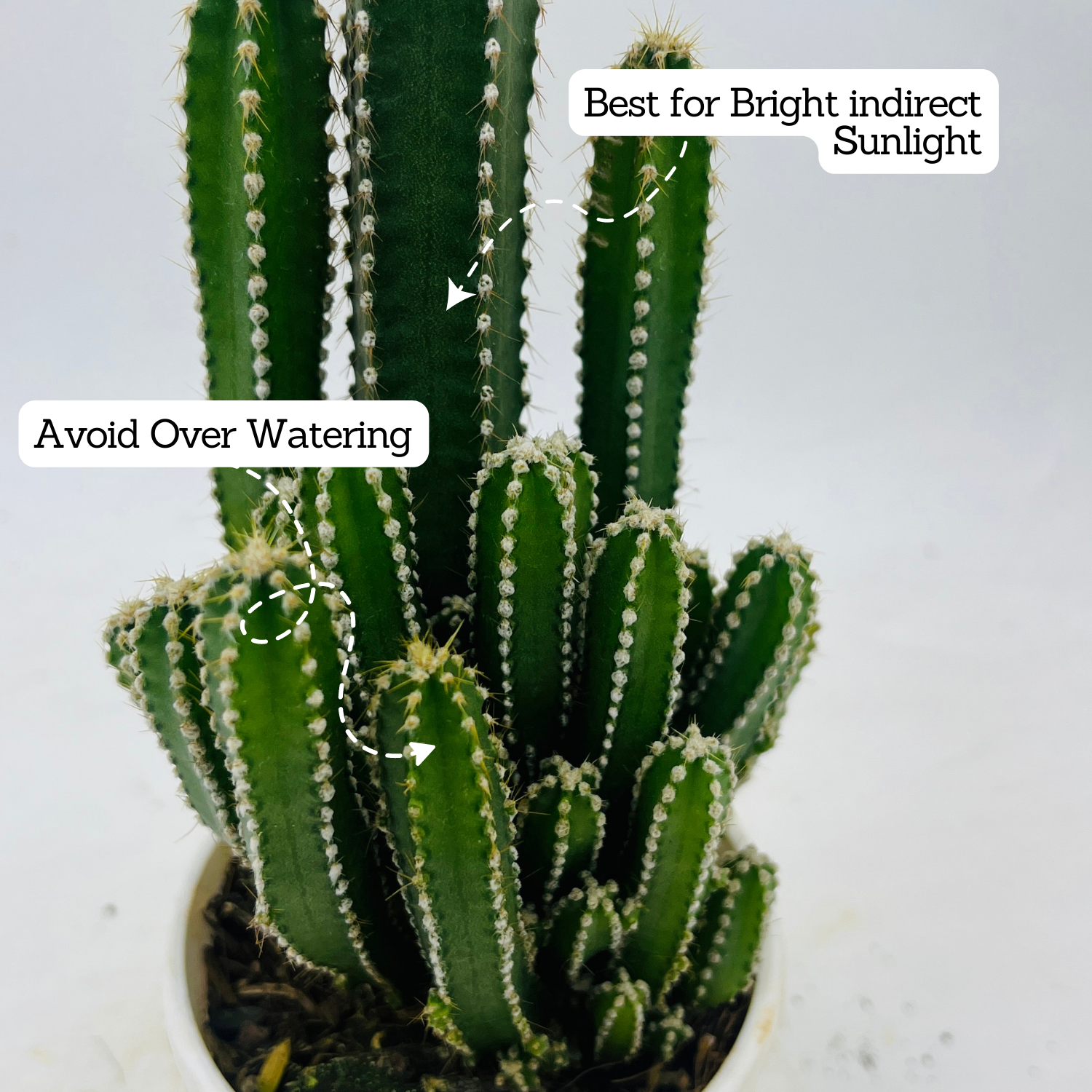 Cereus Peruvians "Florida" / Long Cactus - Live Cactus Plant In Pot (Home & Garden)