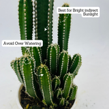 Cereus Peruvians "Florida" / Long Cactus - Live Cactus Plant In Pot (Home & Garden)