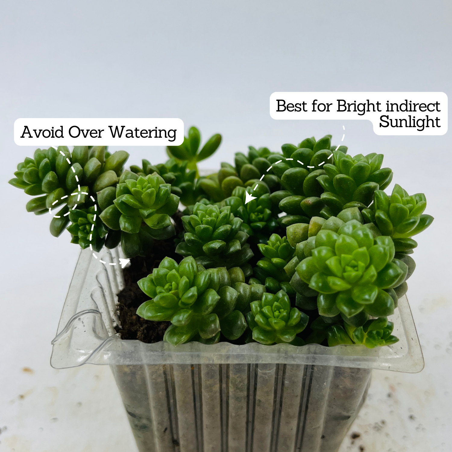 Cremnosedum ƒ??Little Gemƒ?? - Live Succulent Plant (Home & Garden)