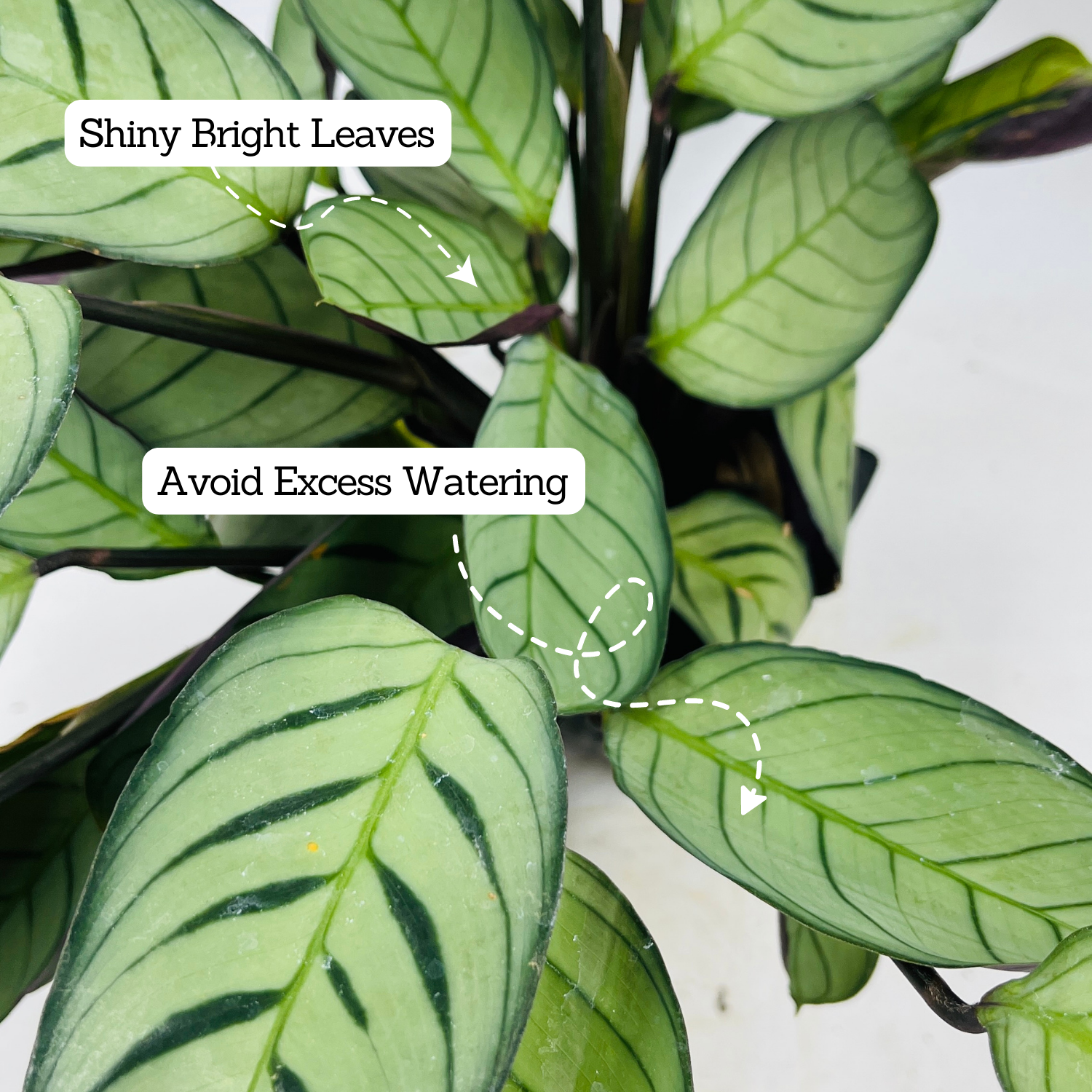 Calathea Amagris- Live Plant (Home & Graden)
